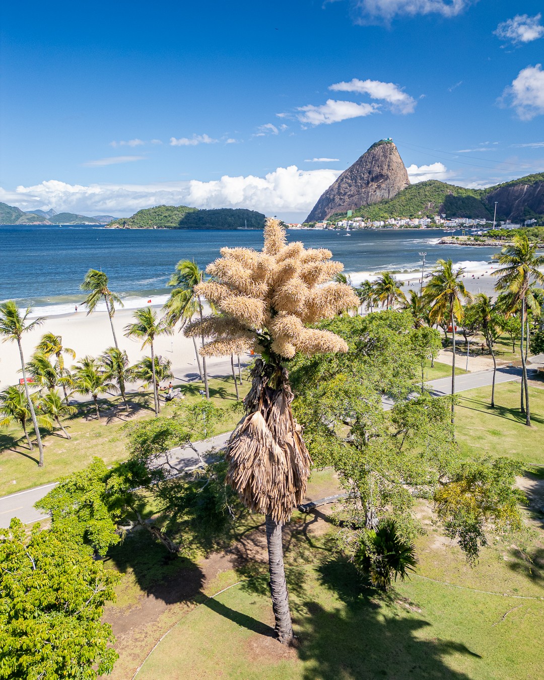 Conheça palmeira rara que pode levar 80 anos para florescer uma única vez