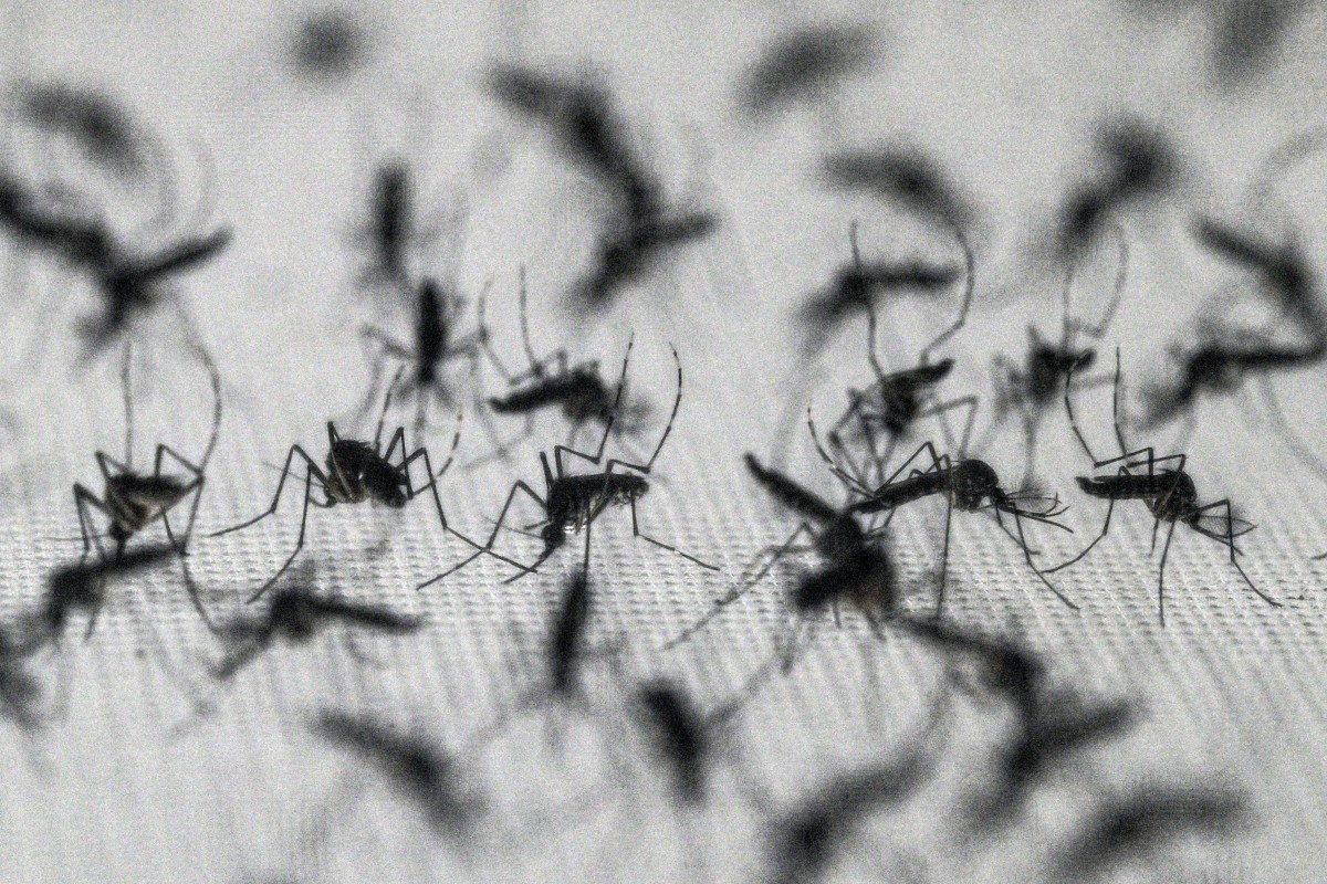 Mosquito 'antidengue': técnica com bactéria reduz dengue, mas expansão trava; entenda o método