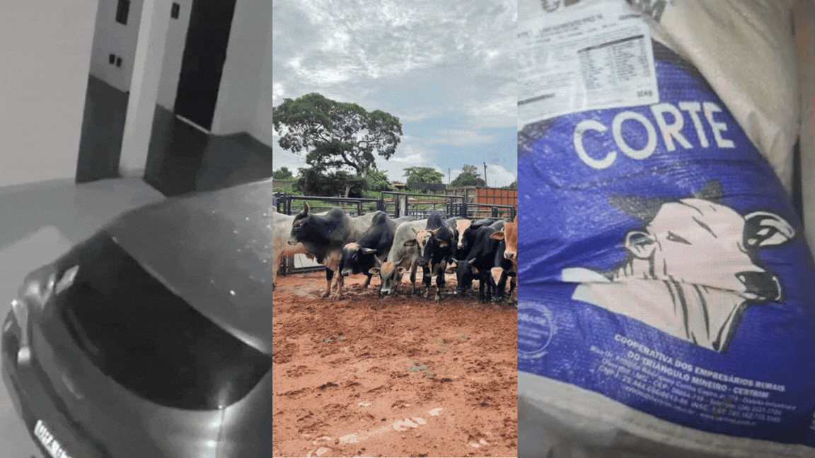 Você viu? Carro 'anda sozinho', gado furtado para rodeio e abate e homem vende ração da fazenda do patrão para comprar pinga