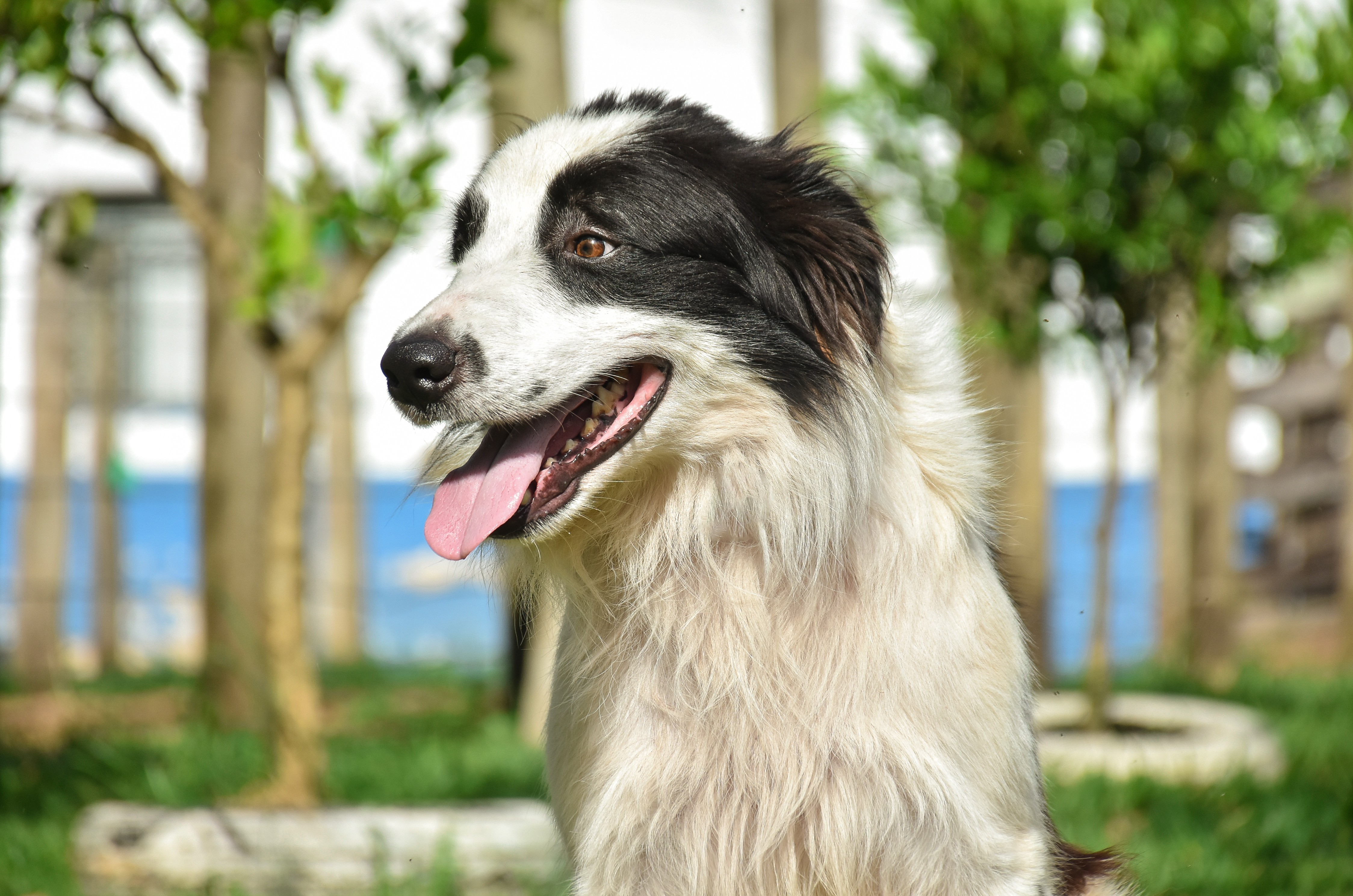 Botucatu promove feira de adoção de cães neste domingo 