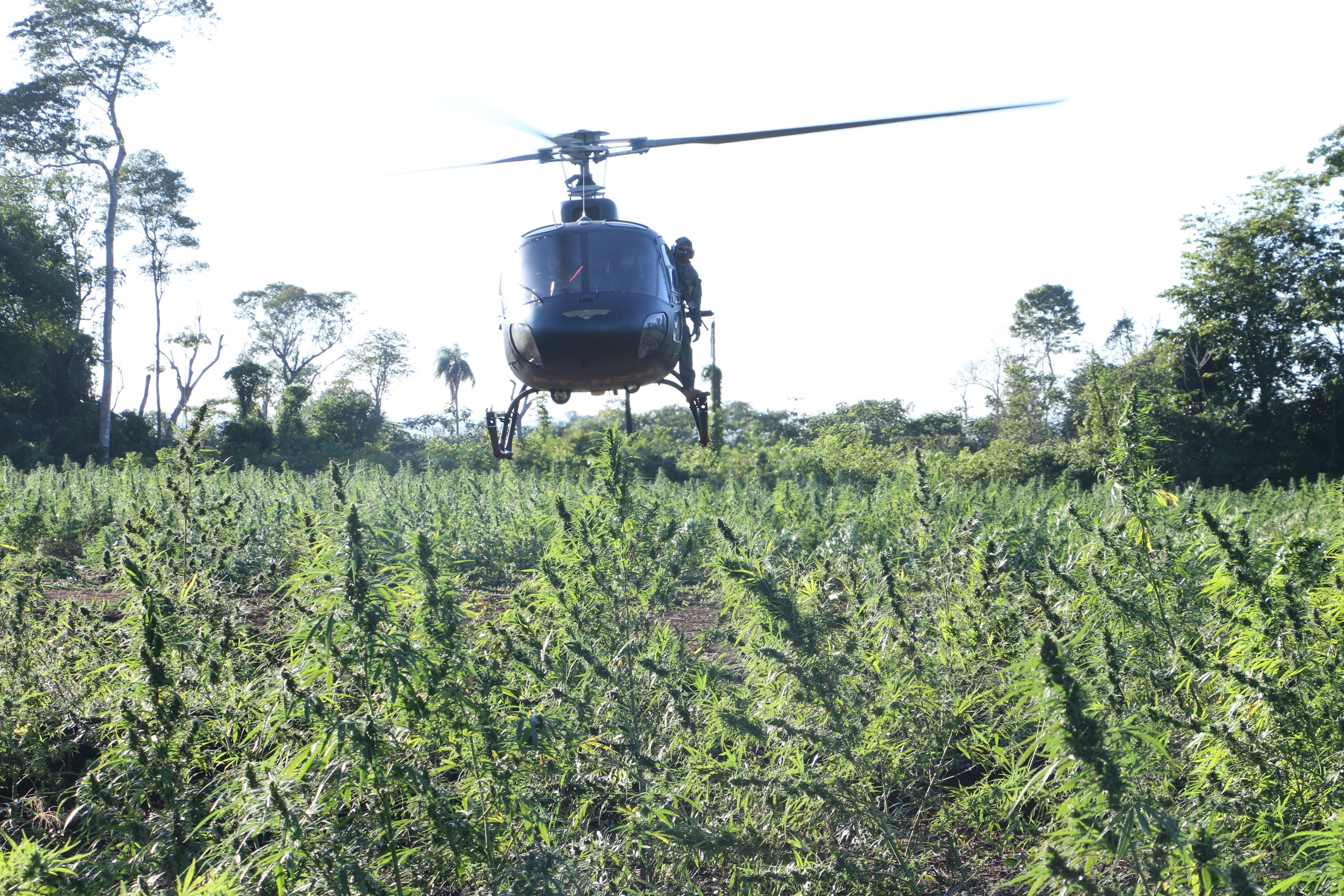 Brasil e Paraguai: operação destrói 800 toneladas de maconha e plantações do tamanho de 250 campos de futebol