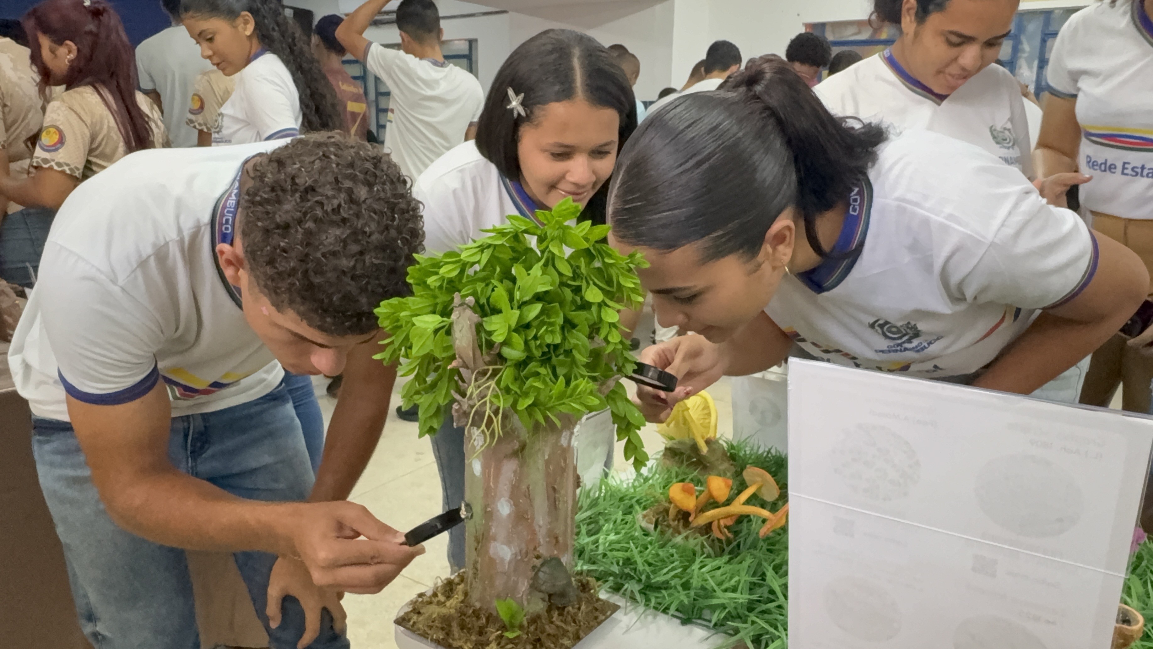 Petrolina sedia exposição gratuita sobre fungos a partir desta terça (19); veja como participar