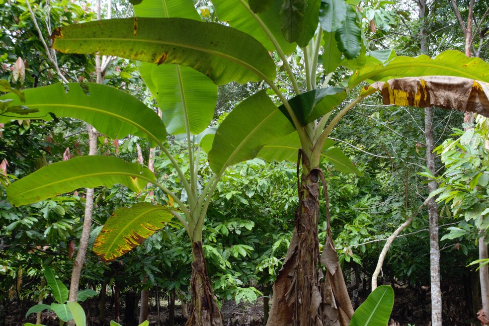 Bananeiras plantadas dentro de Terra Indigena Sete de Setembro, em RO — Foto: Emily Costa/g1 RO