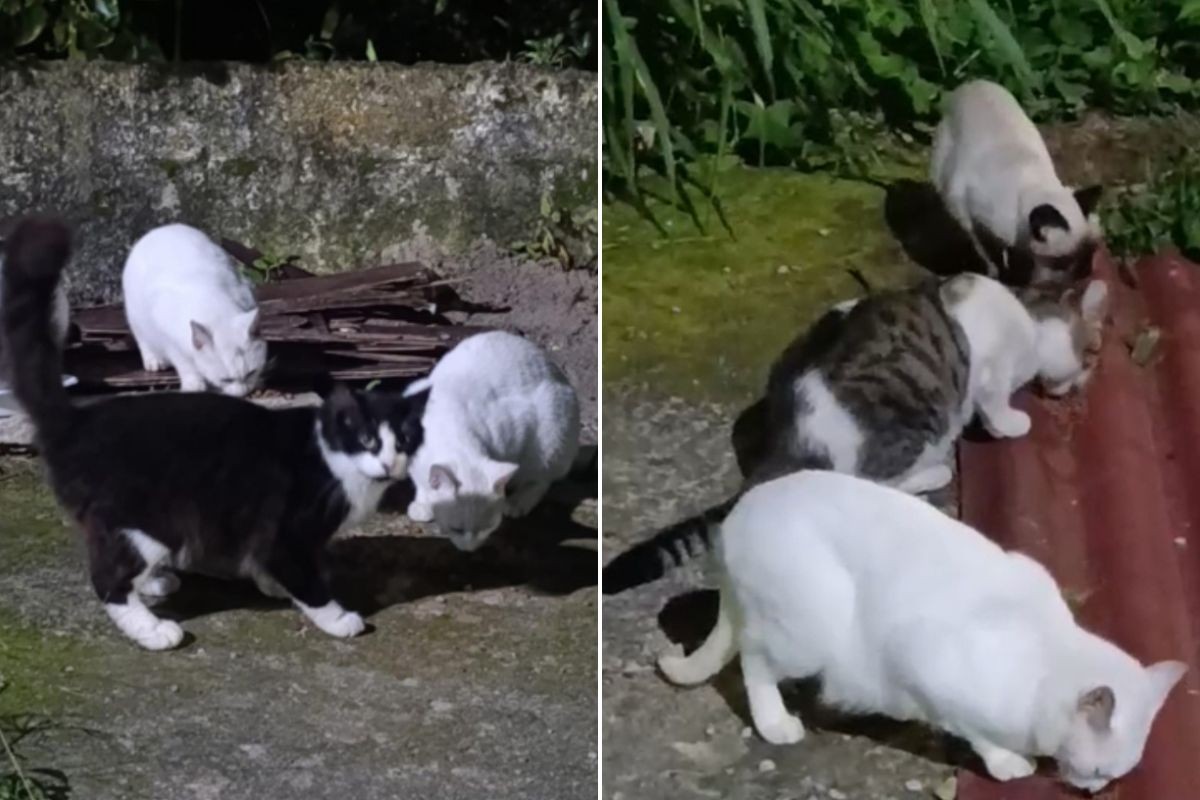 Moradores denunciam abandono de gatos na Ilha Porchat, em São Vicente