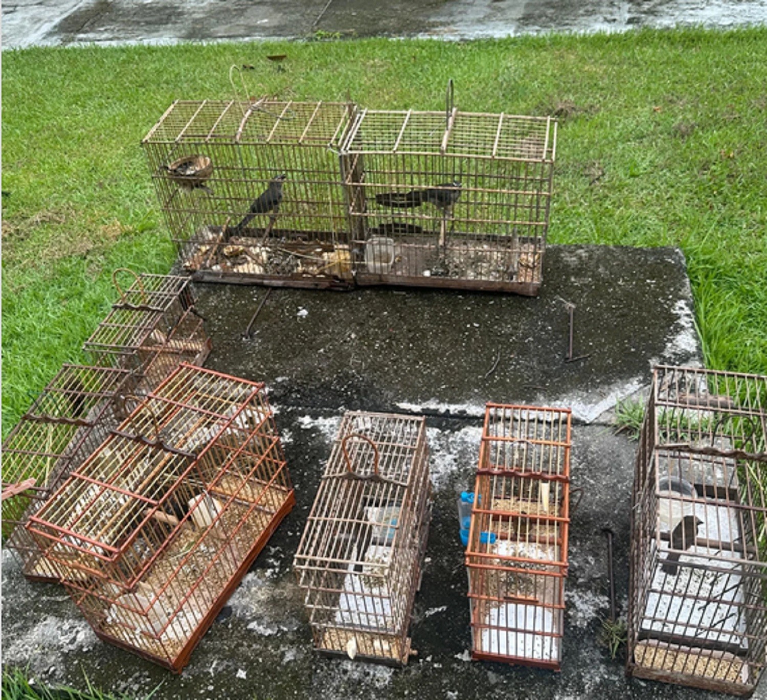 Aves silvestres são apreendidas em cativeiro irregular em Santa Izabel do Pará