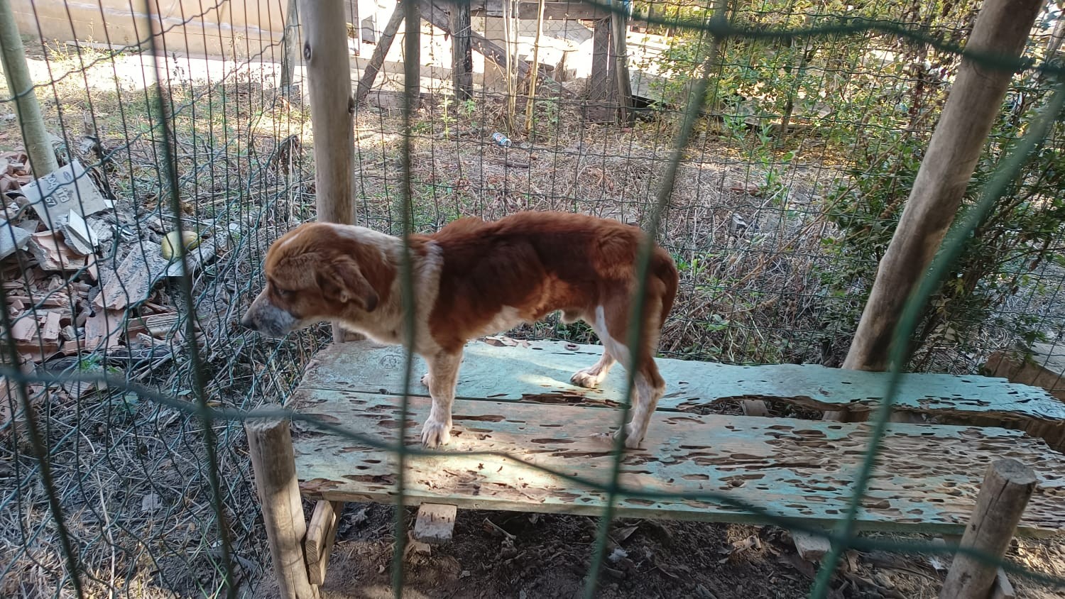 Cachorro desnutrido e aves mortas são achados na zona rural, e morador é autuado por maus-tratos em MG