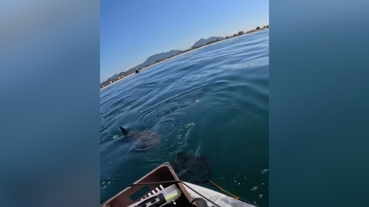 Pescador em caiaque é cercado por tubarões e seguido por um deles em praia de Saquarema: 'Meu Deus do céu, tem um monte'