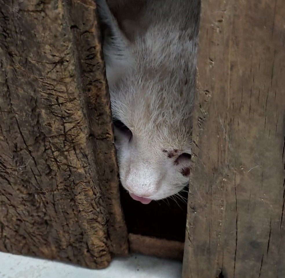 Homem foi autuado em R$ 3 mil por maus-tratos a um gato, em Presidente Prudente (SP) — Foto: Polícia Militar Ambiental