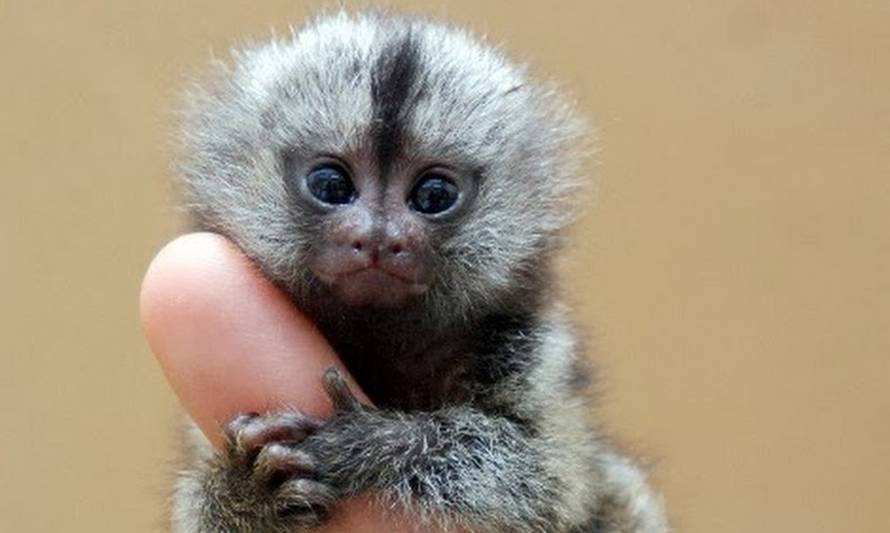Sagui-pigmeu é a menor espécie de macaco e é encontrado na Amazônia — Foto: Reprodução