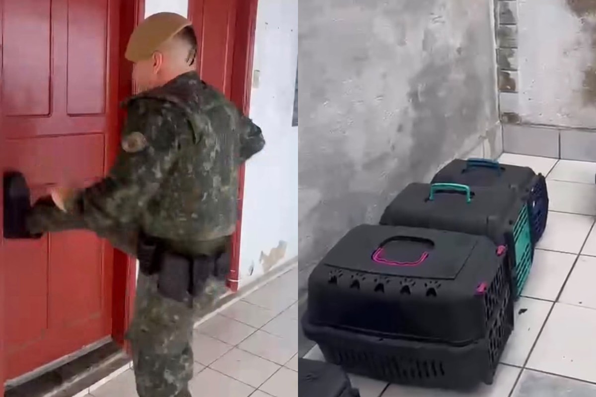 Oito cães são encontrados presos em caixas sem água e comida em Santos