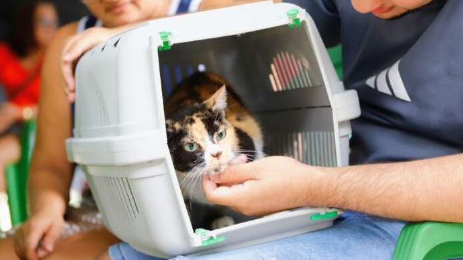 Fortaleza recebe mutirão gratuito de castração de gatos com 120 vagas