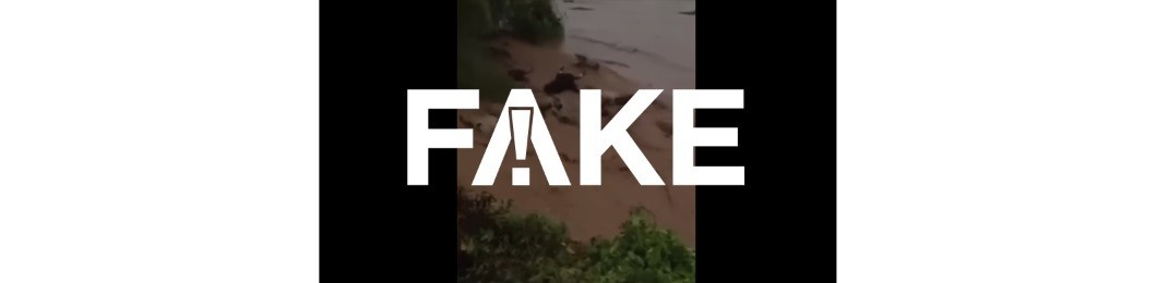 É #FAKE que vídeo de gado arrastado pela água tenha a ver com tragédia no Rio Grande do Sul; imagem é do México