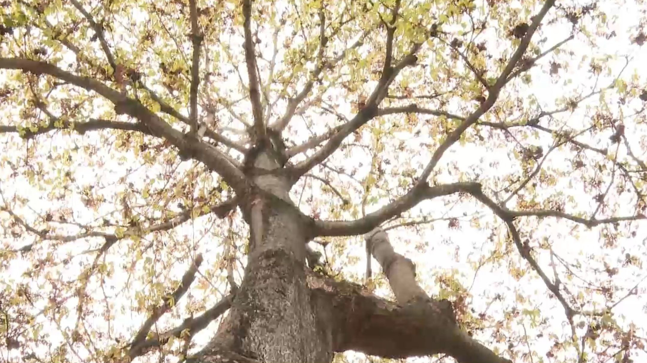 chichá-fedorento: árvore fedorenta com cheiro descrito como esgoto, ovo podre e fezes espanta moradores de cidade no Espírito Santo — Foto: Reprodução/TV Gazeta