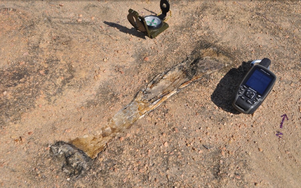 Fóssil de tiranossauridae foi encontrado em Sousa, na Paraíba — Foto: Aline Ghilardi/Arquivo Pessoal