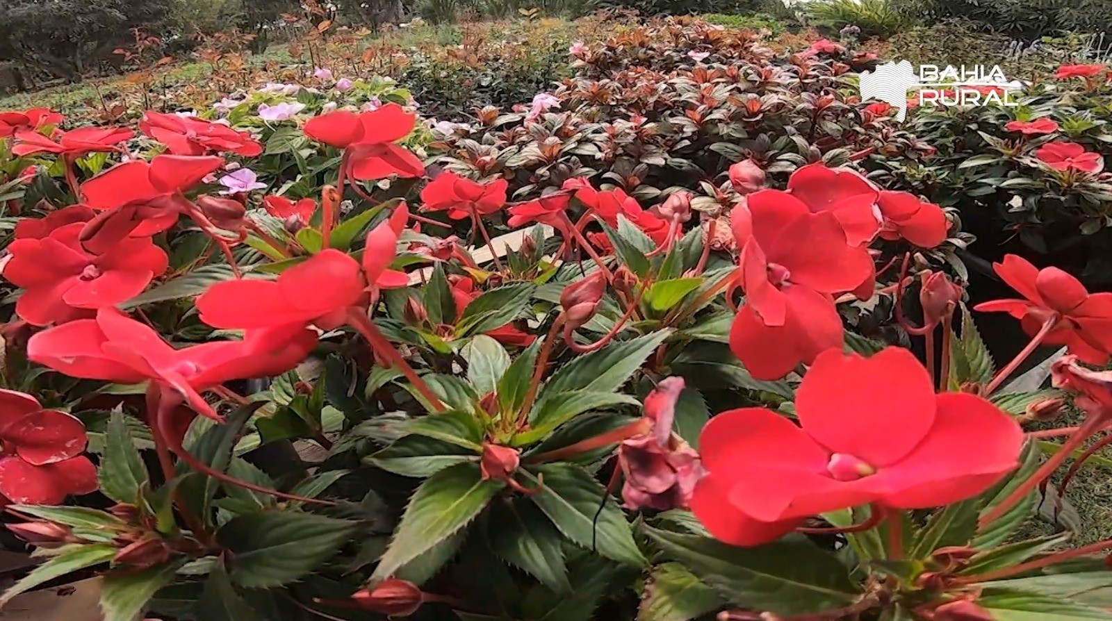 Você Não Tá Convidada pro Meu Bat Mitzvá!
