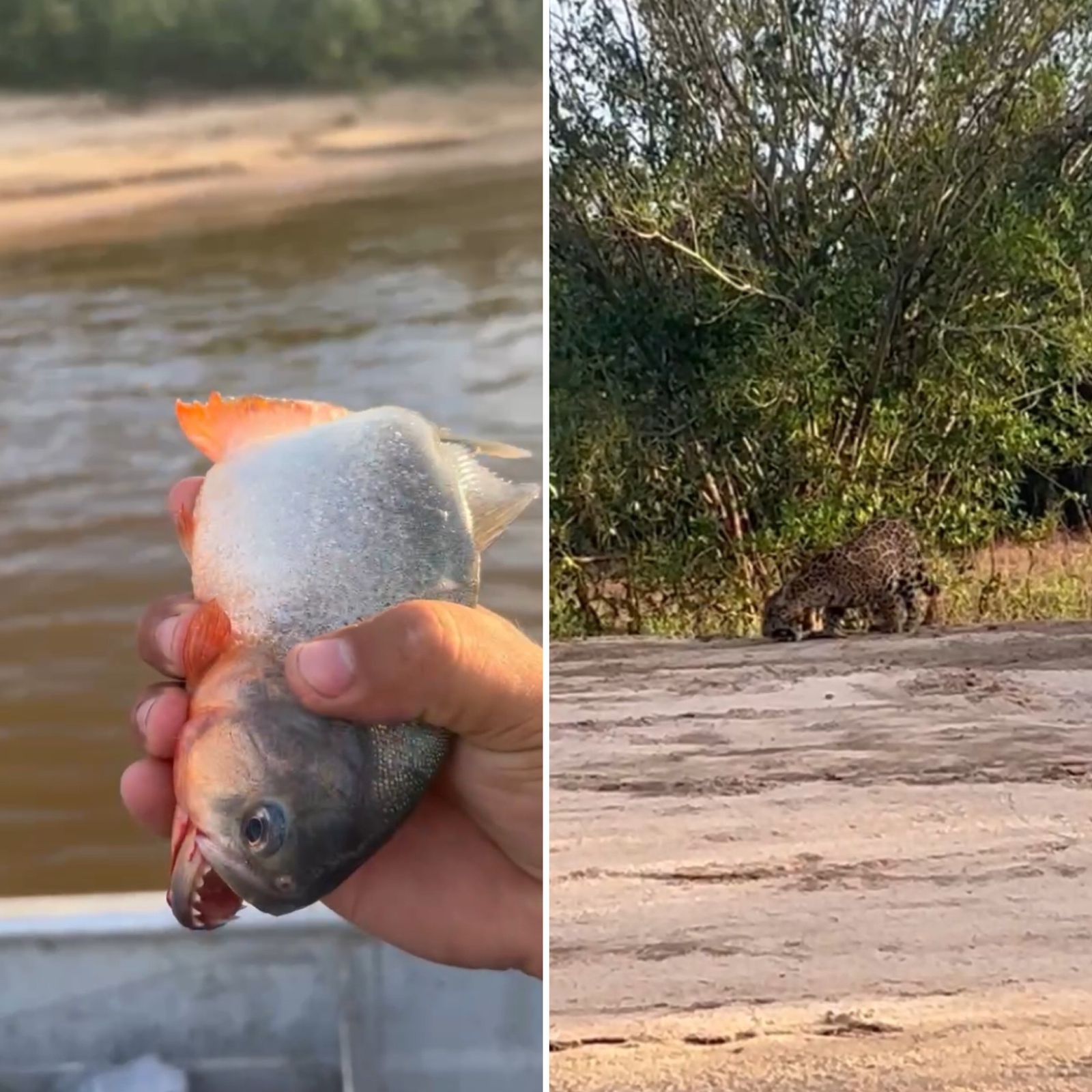 Pescador joga piranha para onça na Ilha do Bananal e viraliza: 'vai comer um peixinho chaninho'