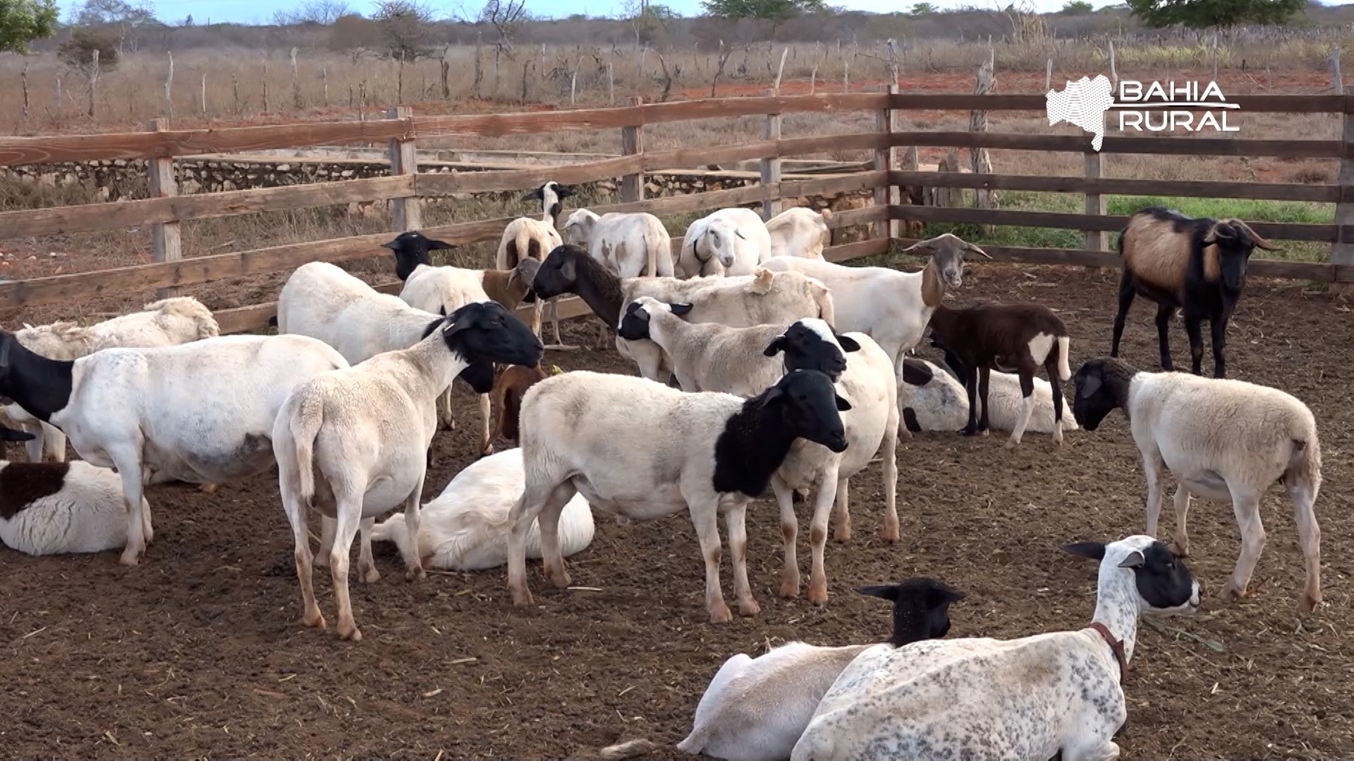 Vídeos do g1 Bahia e TV Bahia – domingo, 28 de dezembro de 2025
