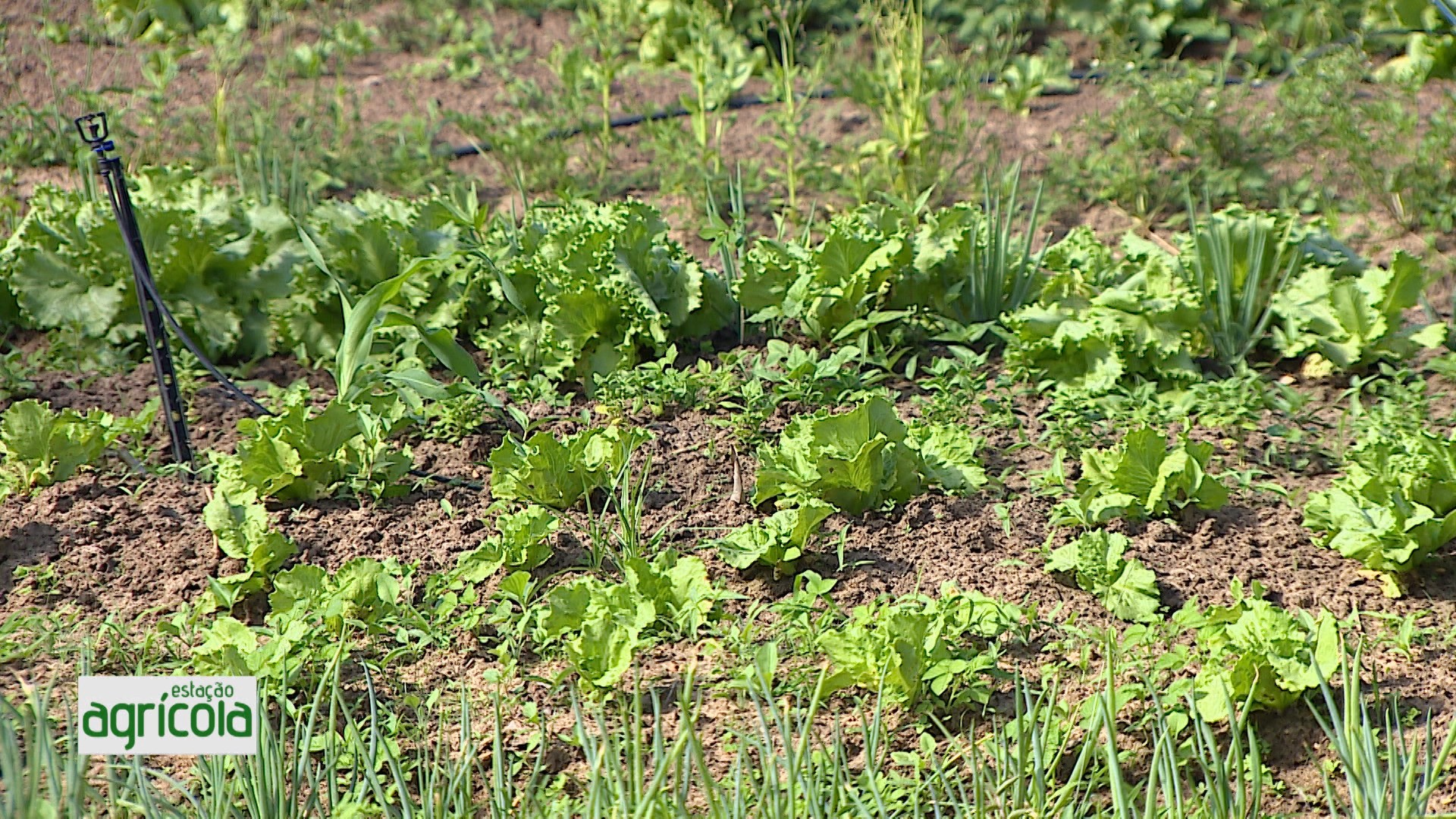 VÍDEOS: Estação Agrícola, 08 de Dezembro de 2024