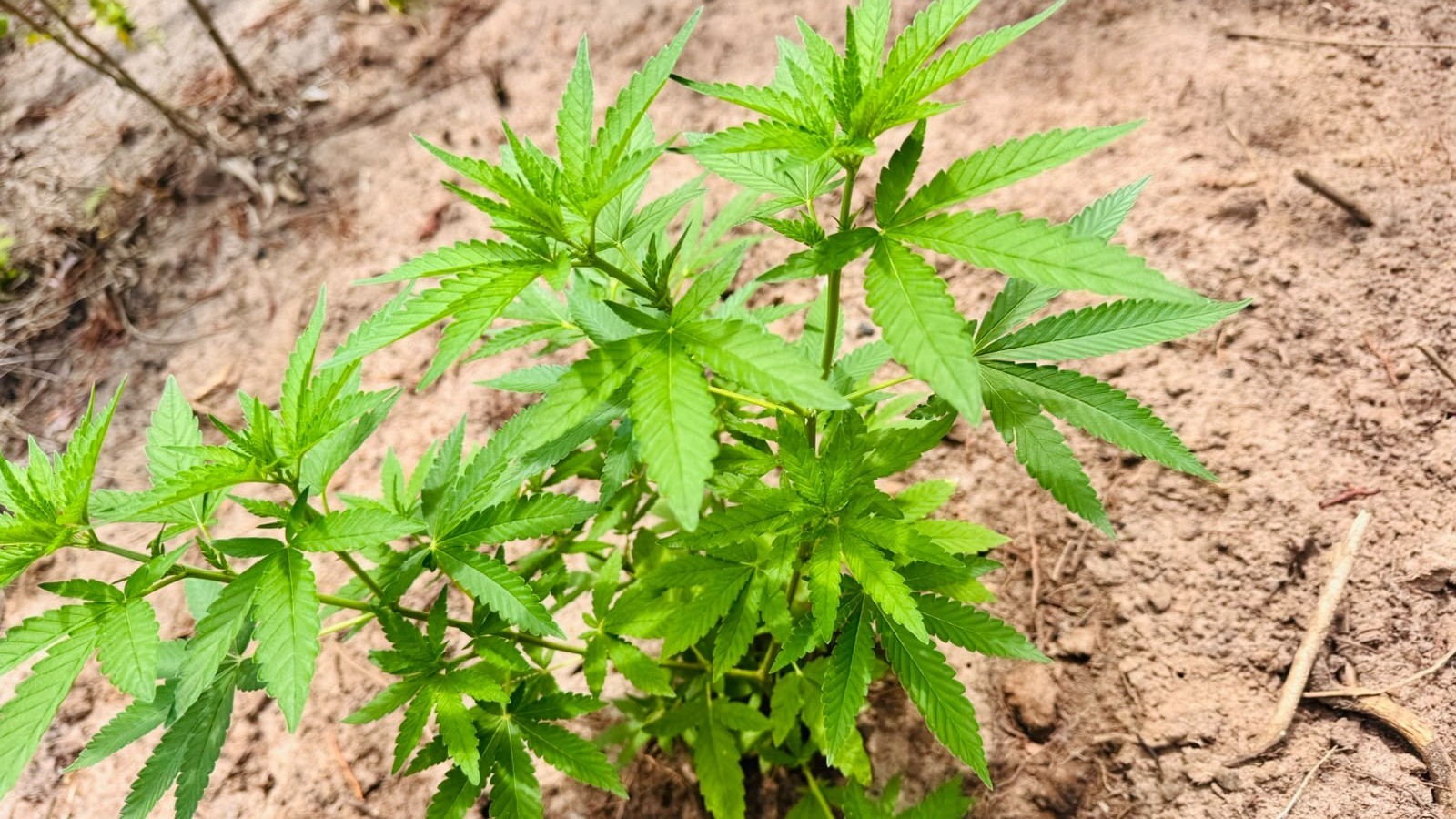 Helicóptero, armadilhas e plantio na mata: PM encontra mais de 1,7 mil pés de maconha no Pará