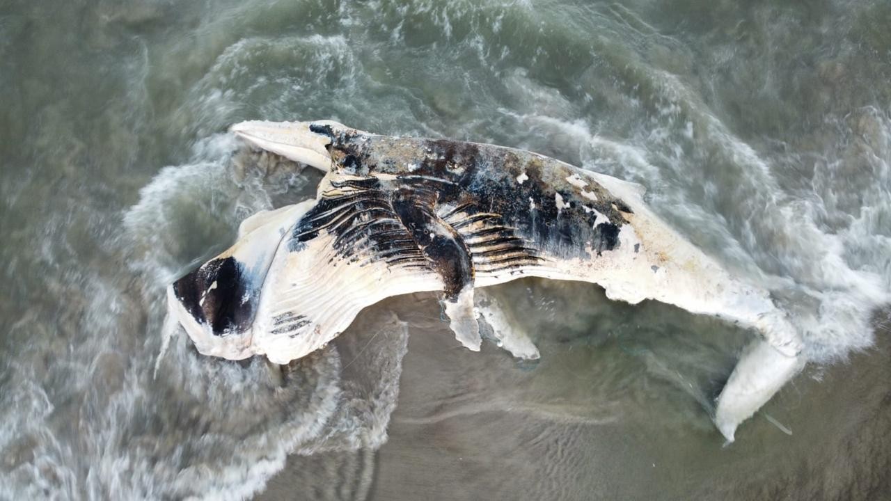 Baleia-jubarte de cerca de oito metros é encontrada morta em praia de Guaratuba