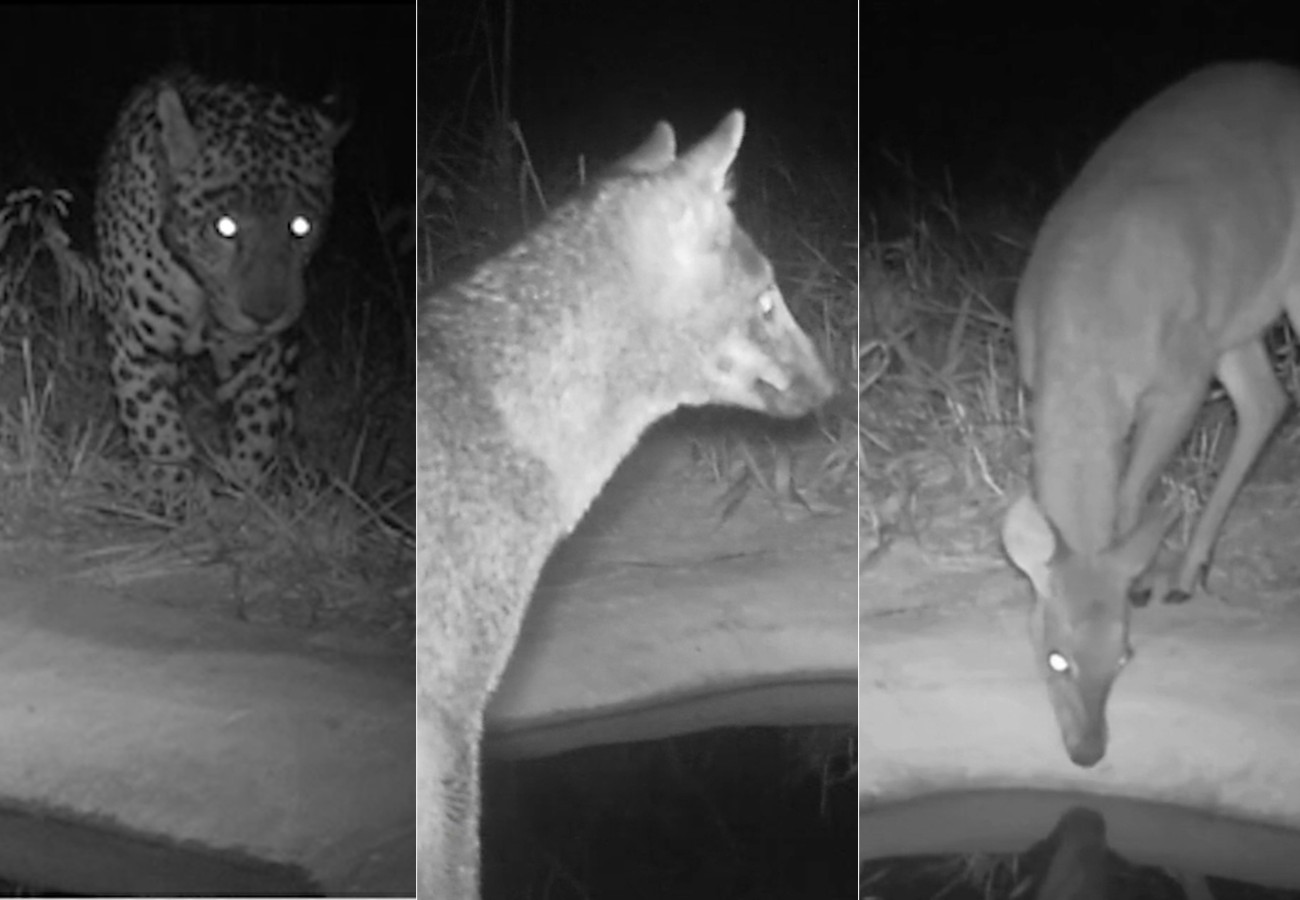 Câmeras flagram lobo-guará e onça-pintada em bebedouros instalados no cerrado do TO