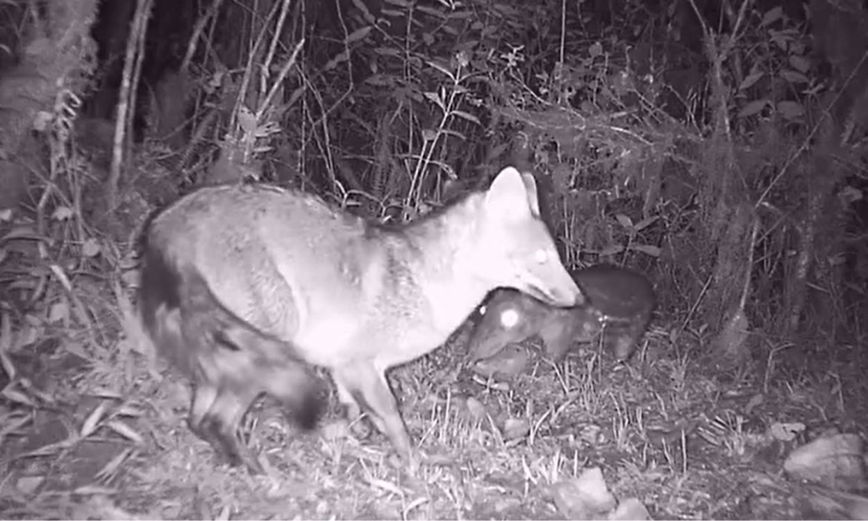 Biólogo registra encontro rara entre paca e predador na Serra Gaúcha