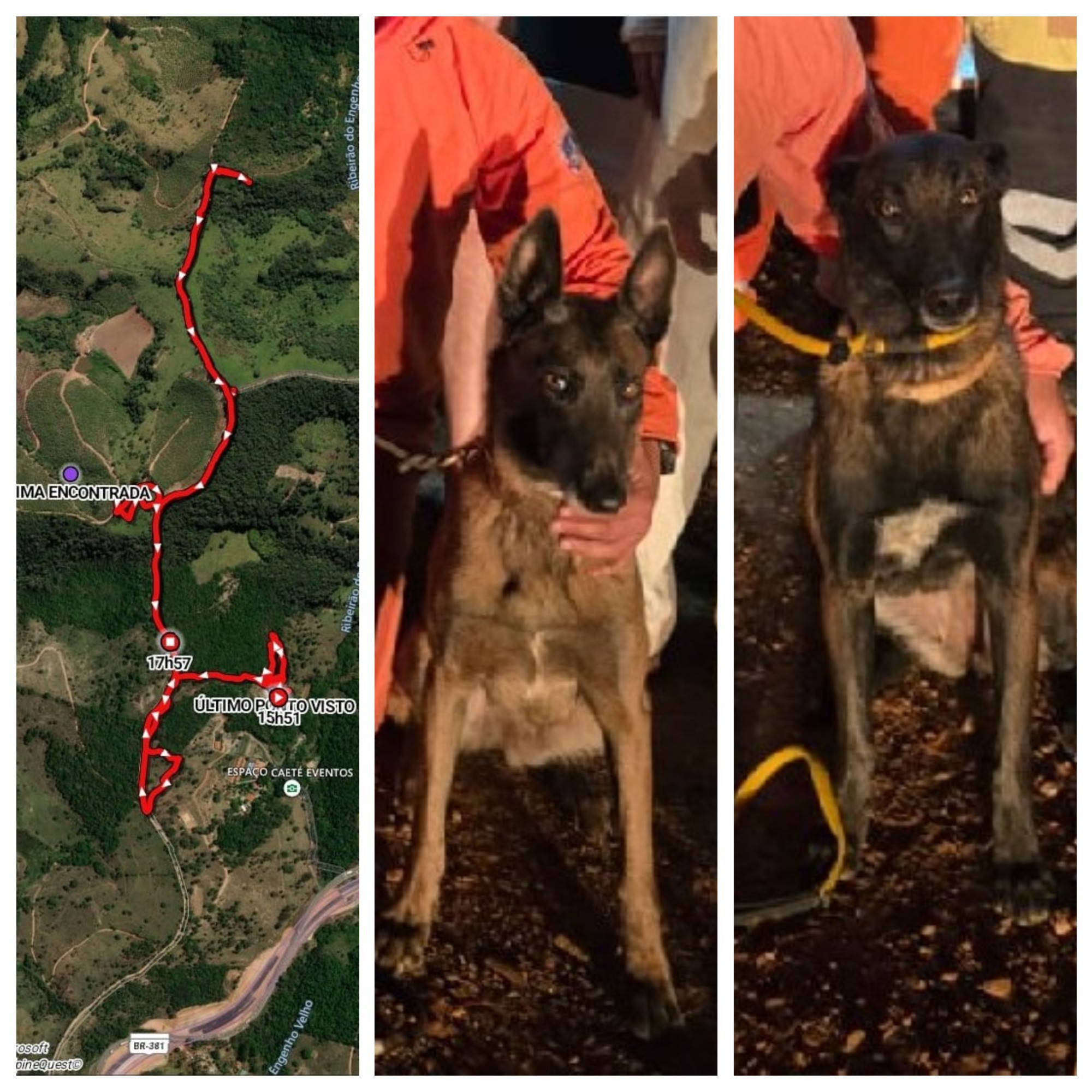 VÍDEO: Veja momento em que idosa  de 95 anos é localizada por cães em mata e bombeiros fazem resgate; animais percorreram 8,3 km