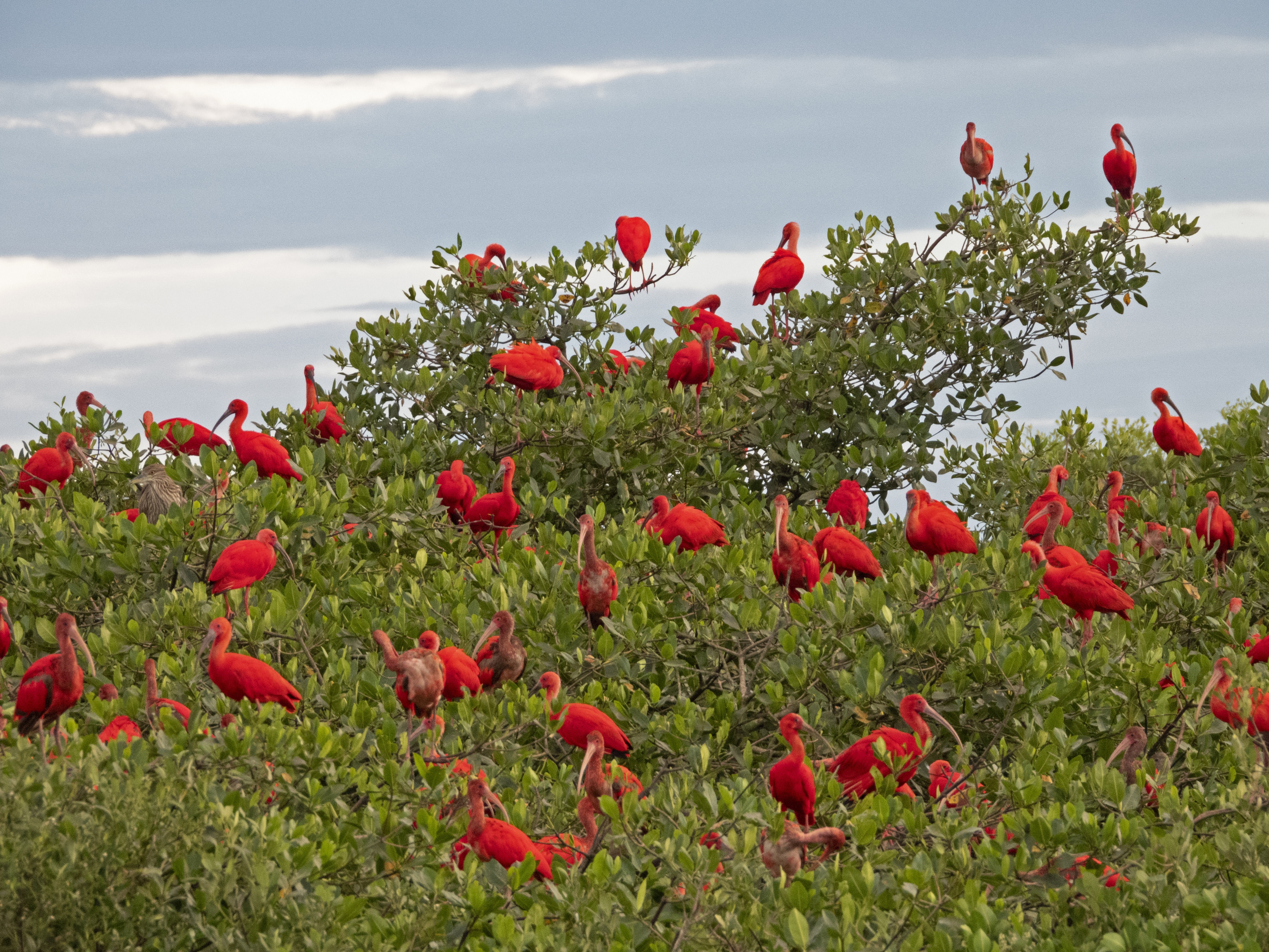 Sumiço de 80 anos: Guará está de volta e aquece o turismo ambiental no litoral do PR