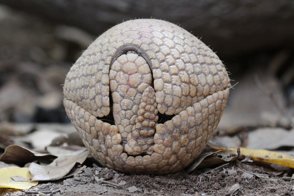O animal tem a capacidade de curvar completamente sua carapaça sobre o corpo para se proteger. — Foto: Samuel Portela/Associação Caatinga