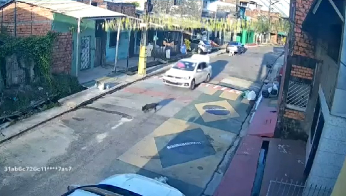 Cadela idosa é atropelada por carro e motorista foge sem prestar socorro em Belém