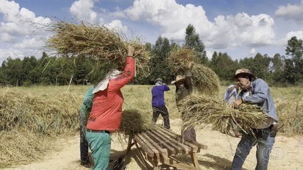 Confira uma colheira tradicional de arroz