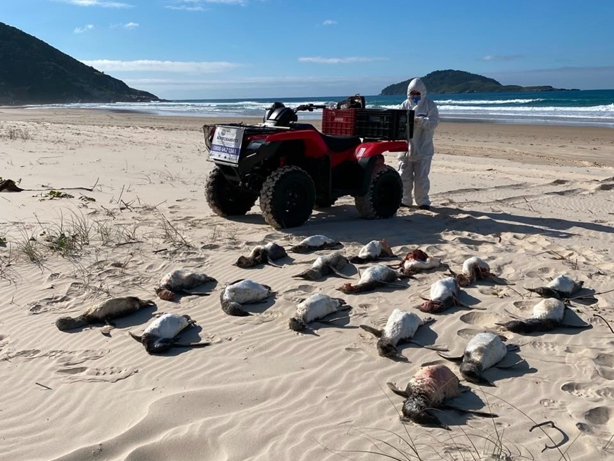 SC registra maior mortandade de pinguins em 11 anos e pesquisadores buscam respostas