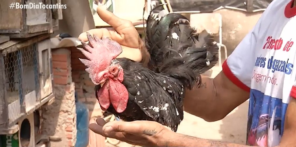 Criador mostra galo garnizé que cabe na palma da mão. — Foto: Reprodução/TV Anhanguera