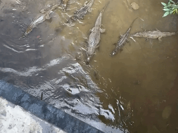 Mais de dez jacarés surgem em igarapé de Manaus e surpreendem moradores; VÍDEO