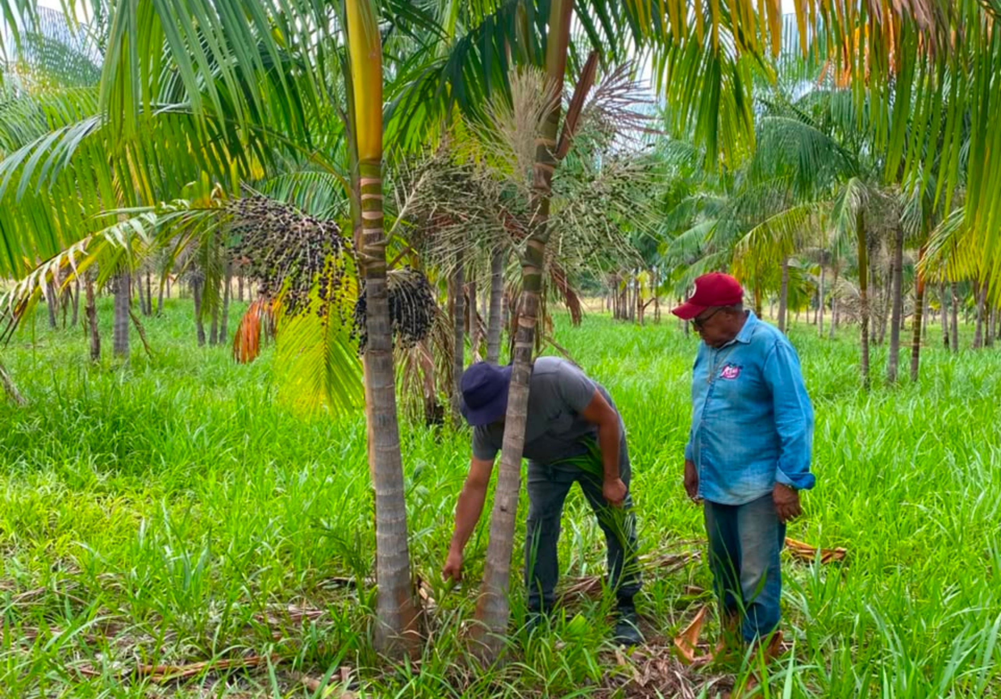 Açaí de Roraima pode ganhar selo de Indicação Geográfica e valorizar produção