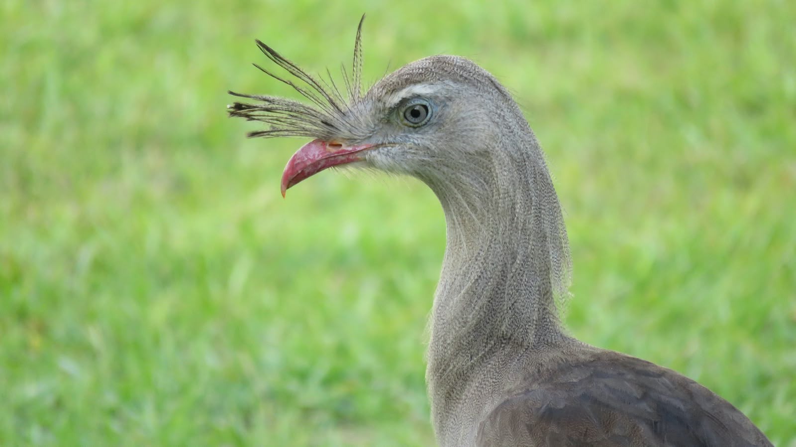 Aves entre as mais barulhentas do mundo chamam a atenção em parque no interior de SP