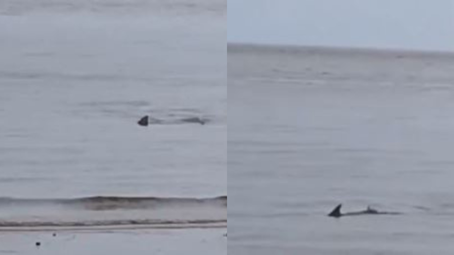 VÍDEO: Possível tubarão é flagrado nadando próximo à faixa de areia em praia de São Luís