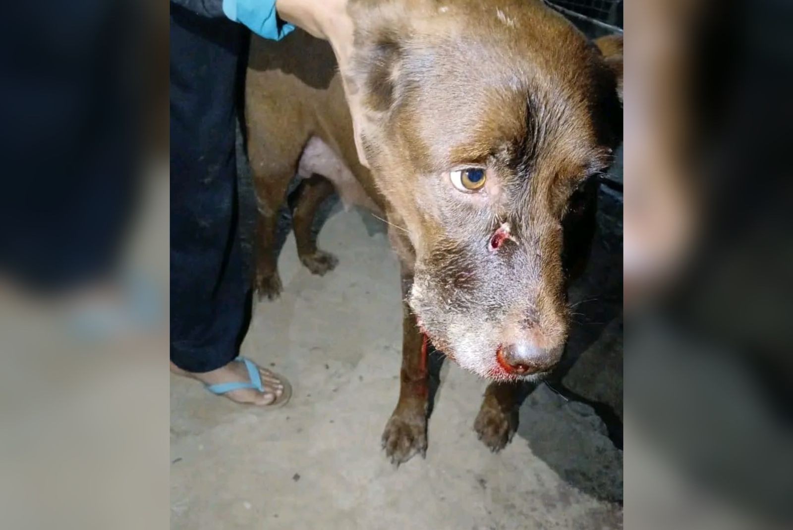 ONG resgata cadela baleada por policial militar durante ocorrência em Campo Limpo Paulista