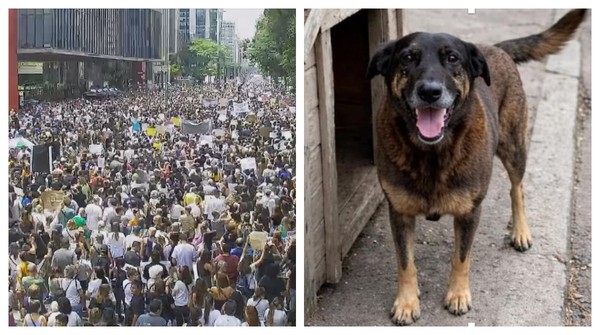 Manifestantes se reúnem na Avenida Paulista, Centro de SP, neste domingo (1°) em ato contra a agressão ao cão Orelha, em Florianópolis, Santa Catarina. — Foto: Montagem/g1/Reprodução/TV Globo