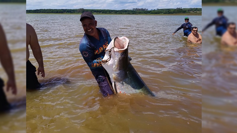 Pescador profissional Odair Camargo, de Mira Estrela (SP), carrega pirarucu de 161 kg, capturado no Rio Grande: esforço físico desgastante — Foto: Arquivo pessoal