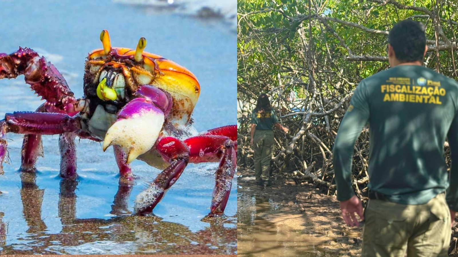 Defeso do caranguejo no Piauí: saiba o que é proibido e o que é permitido no período
