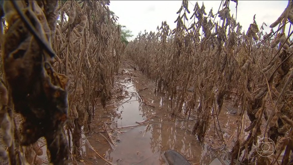 Chuvas acima da média atrapalham colheita da soja e plantio do milho no Mato Grosso — Foto: Jornal Nacional/ Reprodução