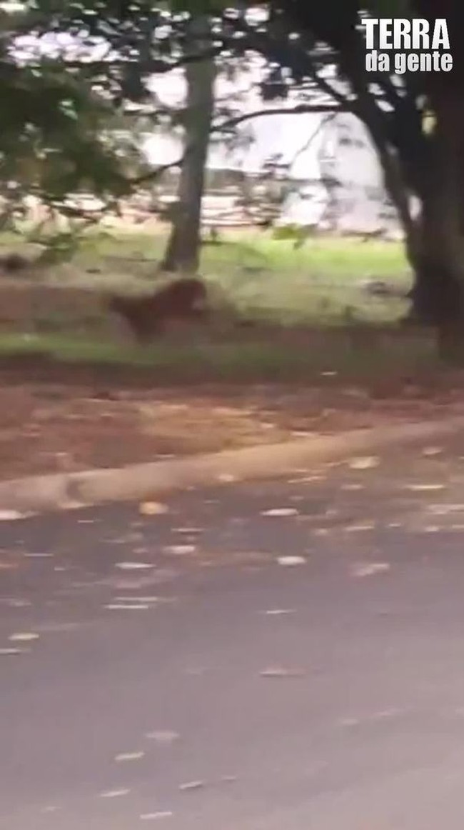 Por que o Teiú fica mais quente na hora da 'paquera'? Pesquisa encontra dado inédito