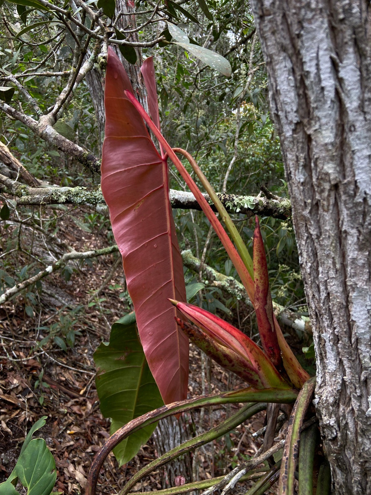 'Parente' de uma das plantas mais caras do mundo é descoberta no ES e já corre risco