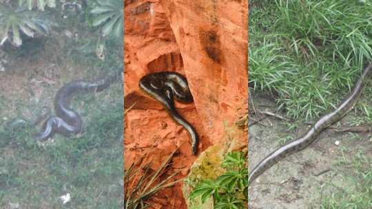 Cobra gigante vive isolada em buraco milenar; veja vídeo