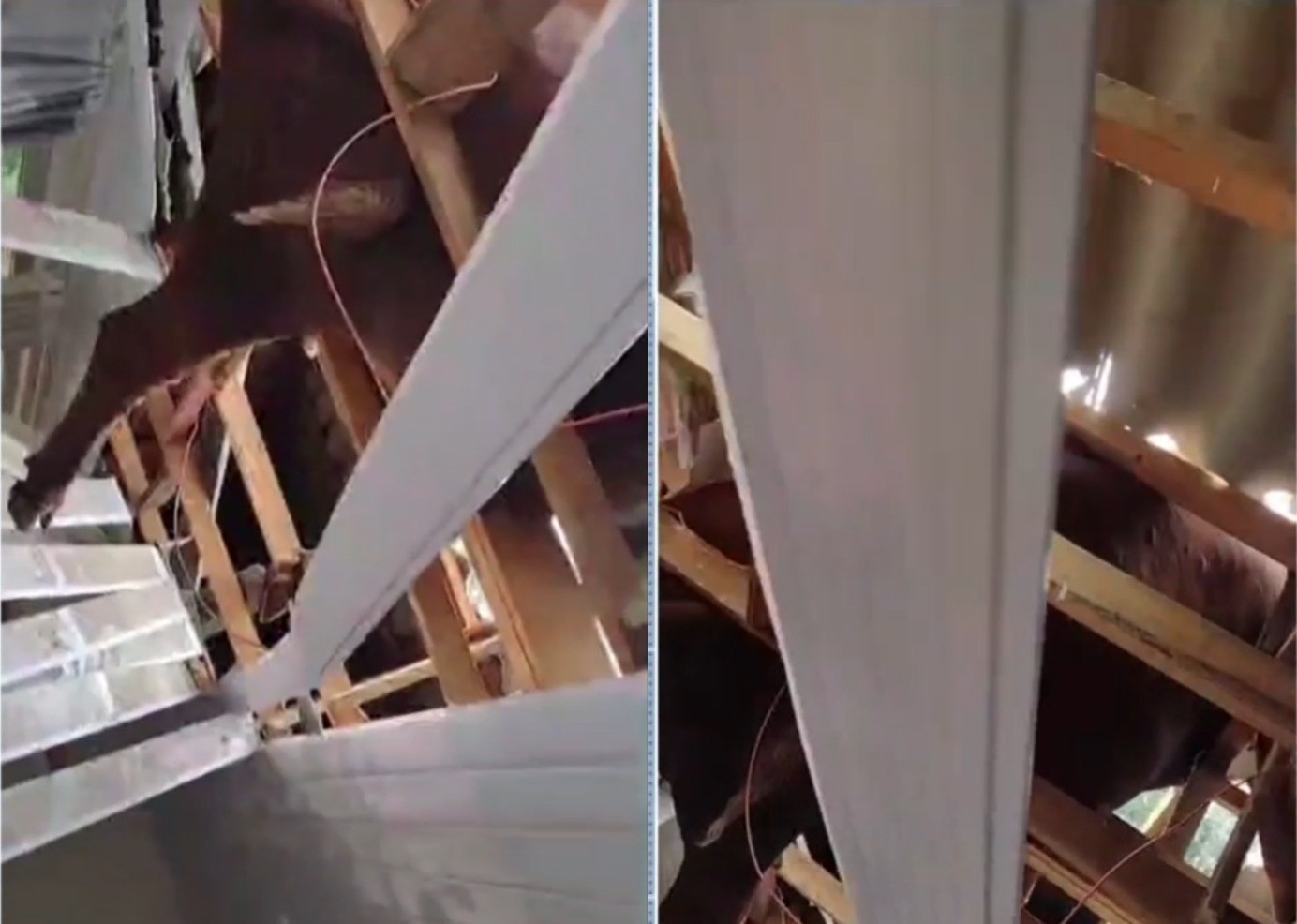 Boi vai parar em telhado, fica preso por madeiras e causa estragos em casa de SC; VÍDEO