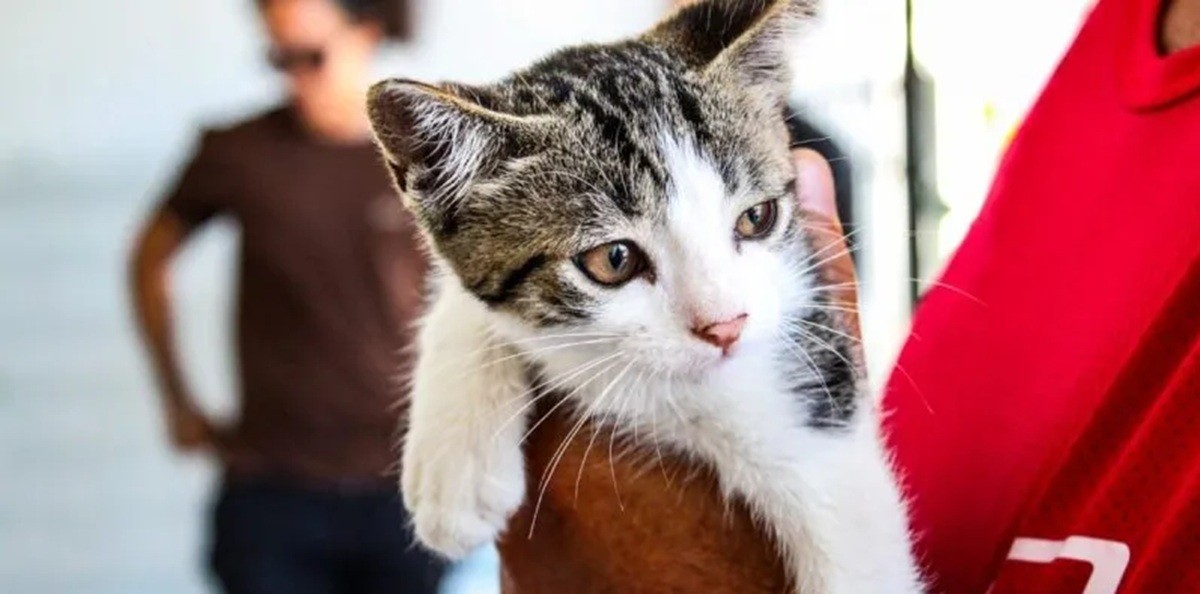 Cabo Frio promove feira de adoção de cães e gatos neste sábado