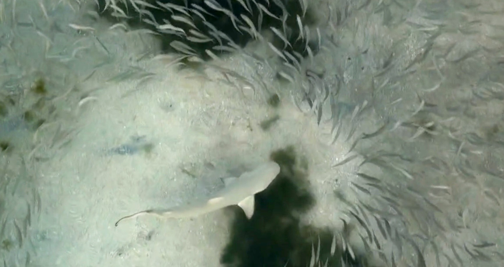 Pesquisadores flagram caça e patrulha de tubarões em Fernando de Noronha; VÍDEO