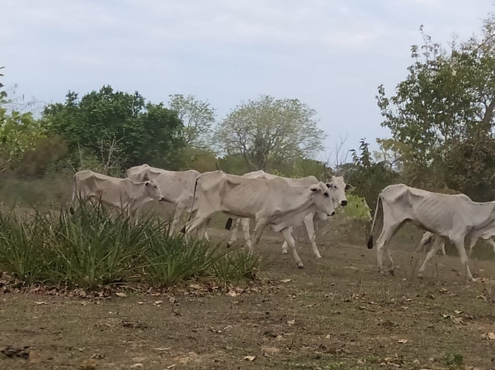 130 animais foram encontrados em condições de maus-tratos. — Foto: Divulgação/PMA