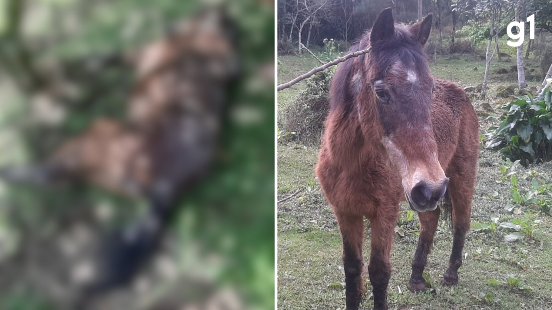 Morre, em Nova Petrópolis, um dos equinos mais velhos do Brasil